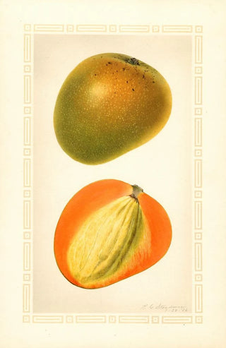 Royal Charles Steadman - Mangifera indica Baboony.webp