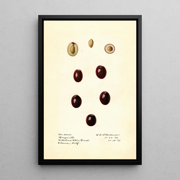 Olea europaea Manzanillo - Royal Charles Steadman - Royal Charles Steadman — inramlat konstverk på väggen