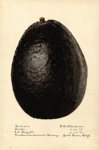 Royal Charles Steadman - Persea Linda.webp