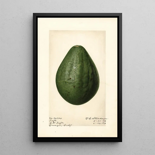 Royal Charles Steadman - Persea Taft.webp