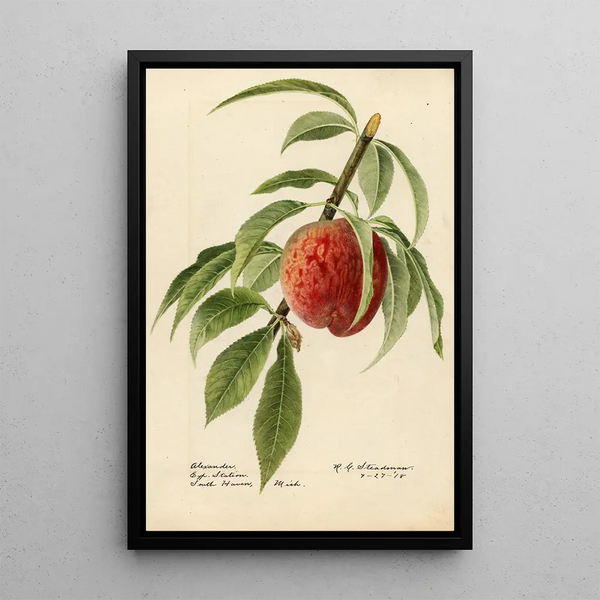 Prunus persica Alexander - Royal Charles Steadman - Royal Charles Steadman — inramlat konstverk på väggen