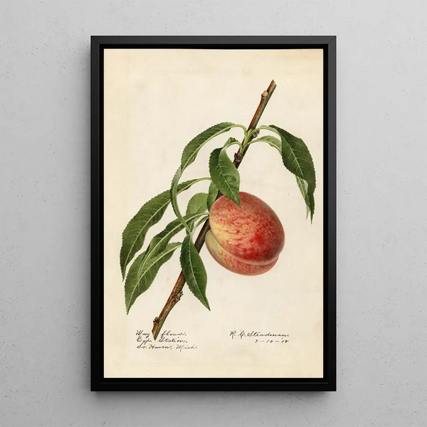 Prunus persica Mayflower - Royal Charles Steadman - Royal Charles Steadman — inramlat konstverk på väggen