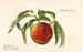 Prunus persica St - Royal Charles Steadman — vy av konstverket