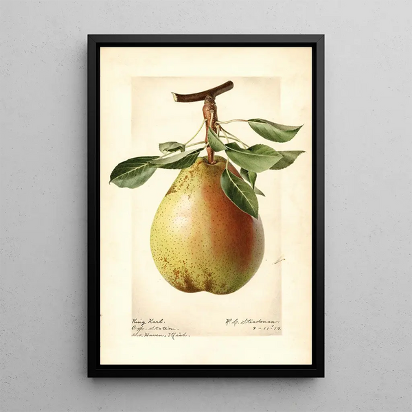Pyrus communis King Karl - Royal Charles Steadman - Royal Charles Steadman — inramlat konstverk på väggen