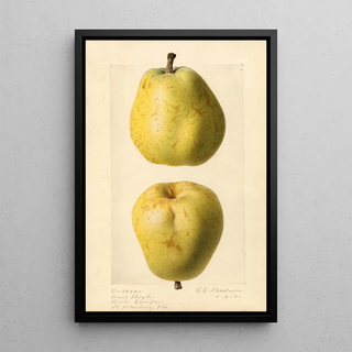 Royal Charles Steadman - Pyrus communis Nuns Thigh.webp