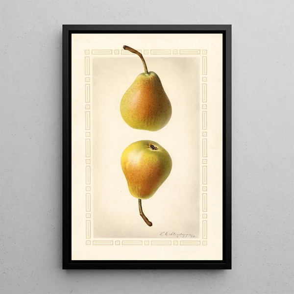 Pyrus communis Worden Seckel - Royal Charles Steadman - Royal Charles Steadman — inramlat konstverk på väggen