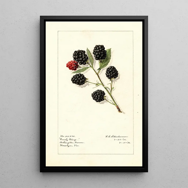 Rubus Early King - Royal Charles Steadman - Royal Charles Steadman — inramlat konstverk på väggen