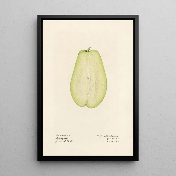 Sechium edule - Royal Charles Steadman - Royal Charles Steadman — inramlat konstverk på väggen