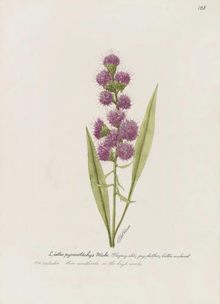 S Fred Prince - Blazing Star gay feather button snakeroot.webp