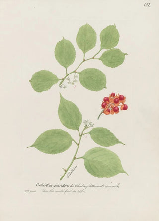 S Fred Prince - Climbing bittersweet waxwork.webp