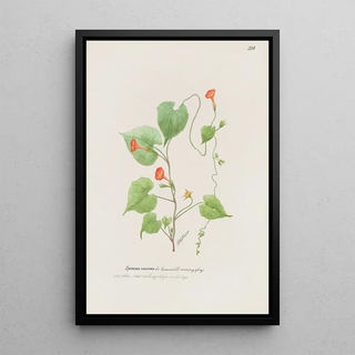 S Fred Prince - Morning glory.webp