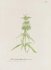 Vildsalvia - S Fred Prince — vy av konstverket