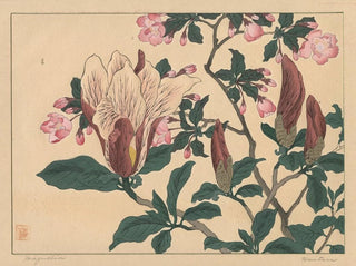 Magnolia - Sakai Hōitsu — vy av konstverket