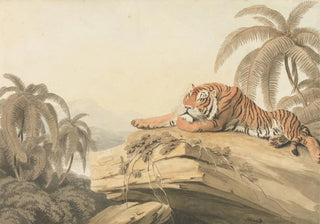 Samuel Howitt - A Tiger Resting.webp