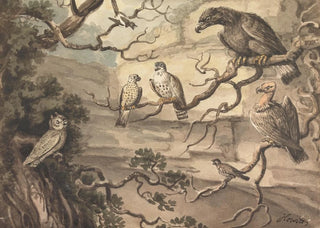 Samuel Howitt - An Owl an Eagle Two Falcons a Vulture and Other Birds Perched in Trees.webp