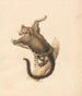 Squirrel flygande - Samuel Howitt — vy av konstverket