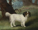 King Charles Spaniel - Samuel Spode — vy av konstverket
