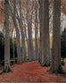 Allée des Platanes - Santiago Rusiñol — vy av konstverket