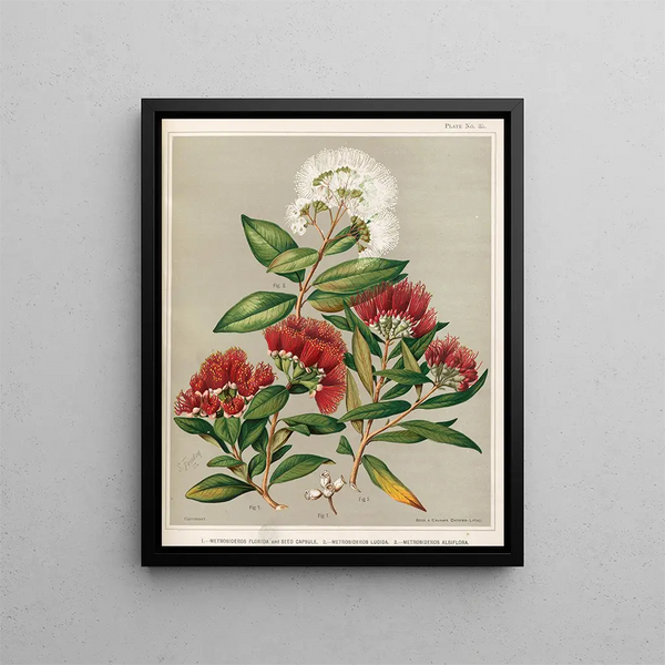 Sarah Featon - 1 Metrosideros florida and Seed Capsule 2 Metrosideros lucida 3 Metrosideros albiflora Plate 35.webp