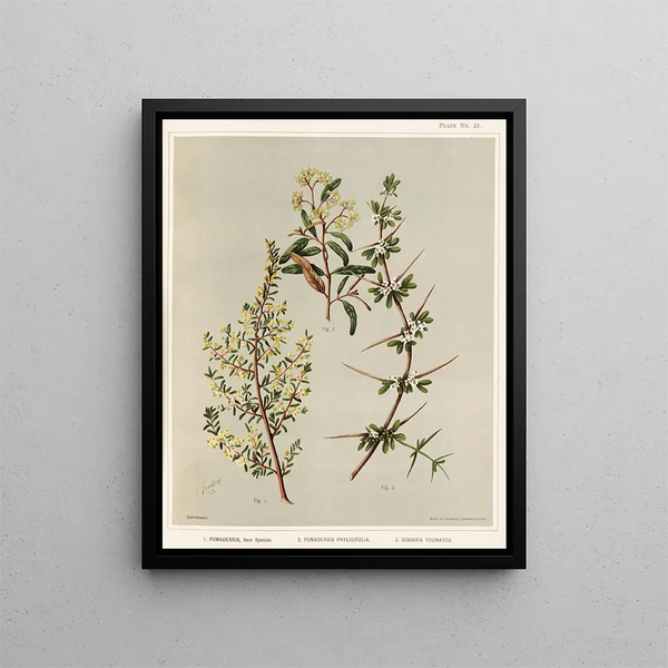 Pomaderris Ny art 2 Pomaderris phylicifolia 3 Discaria toumatou Planche 21 - Sarah Featon — inramlat konstverk på väggen