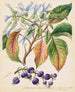 Colensoa physaloides - Sarah Featon — vy av konstverket