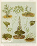 Fig 1 Cardamine hirsuta Fig 2 Braya de Nouvelle-Zélande Fig 3 Lepidium incisum Fig 4 Notothalspi rosulatum Planche 6 - Sarah Featon — vy av konstverket