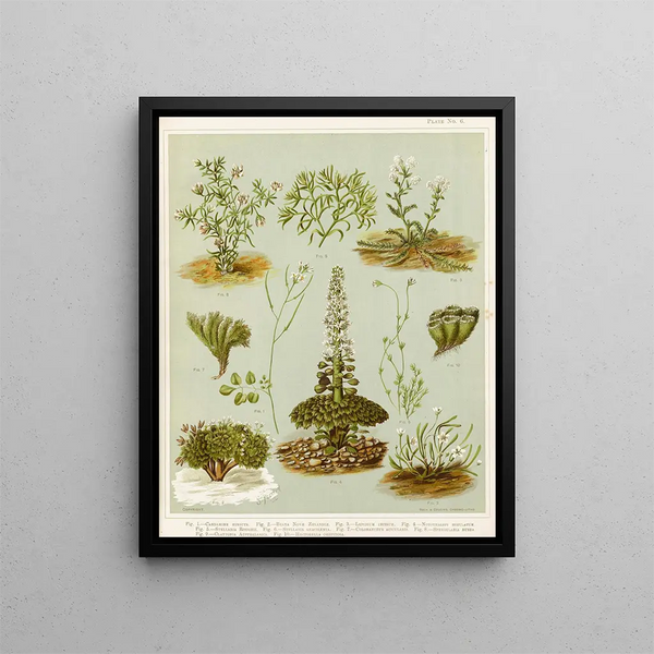 Fig 1 Cardamine hirsuta Fig 2 Braya de Nouvelle-Zélande Fig 3 Lepidium incisum Fig 4 Notothalspi rosulatum Planche 6 - Sarah Featon — inramlat konstverk på väggen