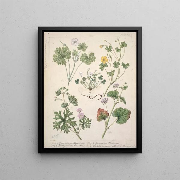 Géranium dissectum Géranium traversii Pelargonium australe Oxalis corniculata Magellanica - Sarah Featon — inramlat konstverk på väggen