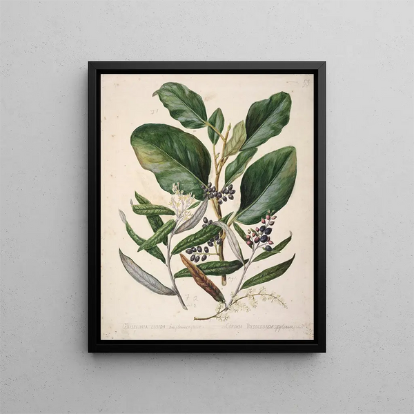 Griselinia lucida Corokia buddleoides - Sarah Featon — inramlat konstverk på väggen