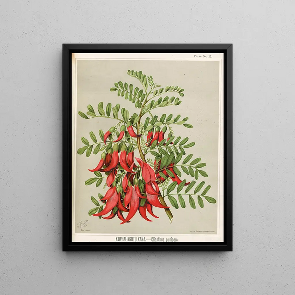 Kowhai Ngutu Kaka Clianthus puniceus - Sarah Featon — inramlat konstverk på väggen