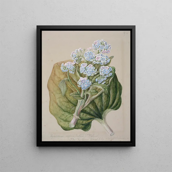 Myosotidium hortensia Myosotis från Chathamön - Sarah Featon — inramlat konstverk på väggen