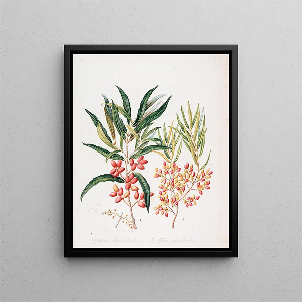 Sarah Featon - Nestegis lanceolata N montana.webp