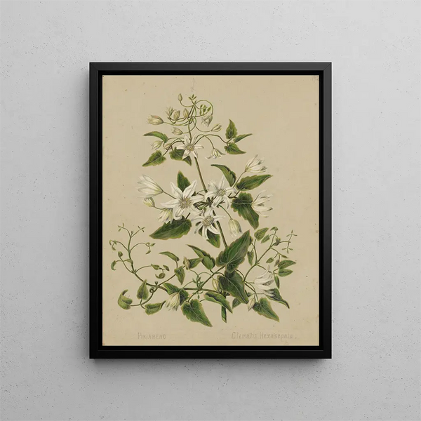 Pikiarero Clematis hexasepala - Sarah Featon — inramlat konstverk på väggen