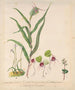 Orchidée bonnet de lutin Acianthus sinclairii Orchidée araignée Corybas macranthus Caladenia minor Tutukiwi Orchidée Greenhood Pterostylis banksii - Sarah Featon — vy av konstverket