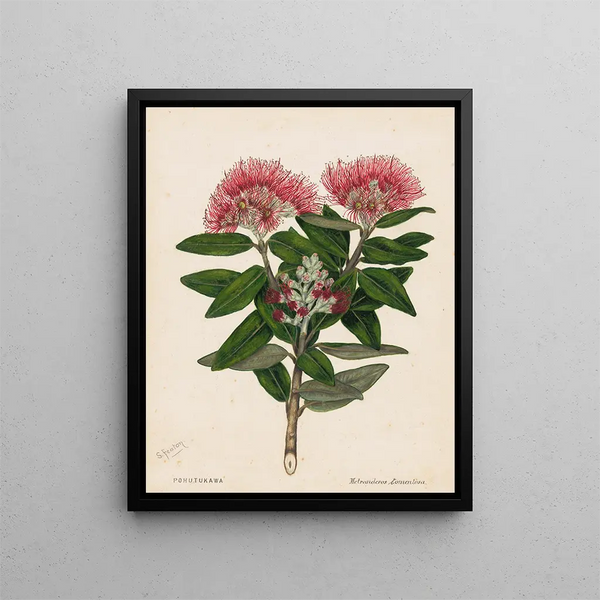 Pohutukawa Metrosideros tomentosa - Sarah Featon — inramlat konstverk på väggen
