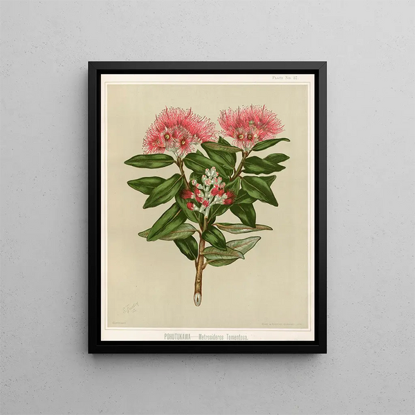 Pohutukawa Metrosideros tomentosa, Planche 37 - Sarah Featon — inramlat konstverk på väggen
