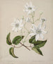 Puawananga Clematis indivisa - Sarah Featon — vy av konstverket