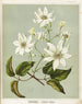 Puawananga Clematis indivisa, Planche 1 - Sarah Featon — vy av konstverket