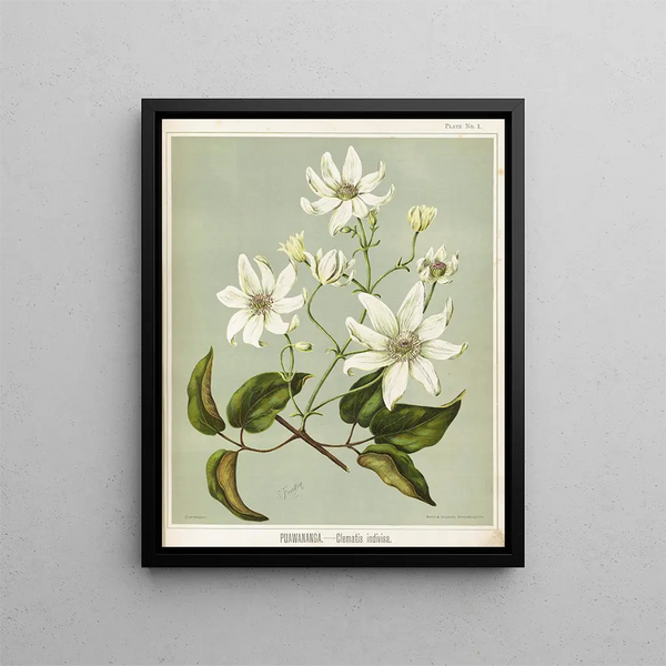 Puawananga Clematis indivisa, Planche 1 - Sarah Featon — inramlat konstverk på väggen