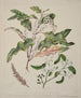 Quintinia serrata Carpodetus serratus - Sarah Featon — vy av konstverket