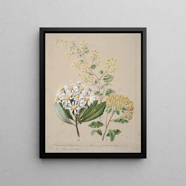 Sarah Featon - Senecio 3 species.webp