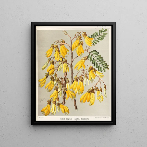 Kowhai gul Sophora tetraptera, Planche 28 - Sarah Featon — inramlat konstverk på väggen