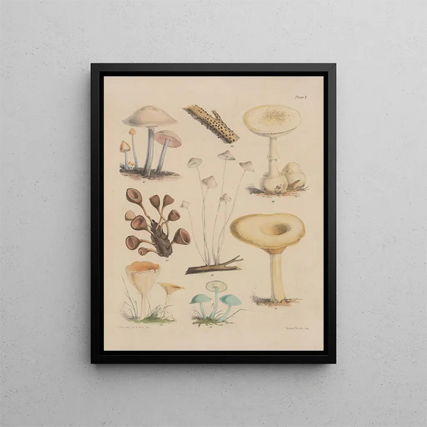 Sarah Price - Illustrations of the fungi of our fields and woods Pl10.webp