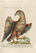 Ornithologie metodiskt ordnad Pl001 - Saverio Manetti — vy av konstverket