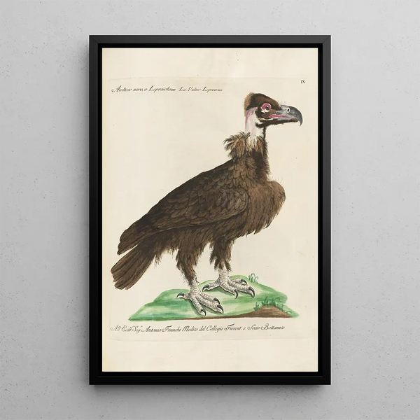 Ornithologie metodiskt ordnad Pl009 - Saverio Manetti — inramlat konstverk på väggen