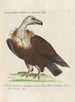 Ornithologie metodiskt bearbetad Pl010 - Saverio Manetti — vy av konstverket