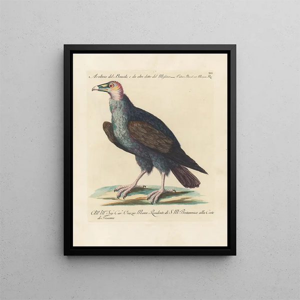 L'ornithologie metodiskt digerad Målning Pl013 - Saverio Manetti — inramlat konstverk på väggen