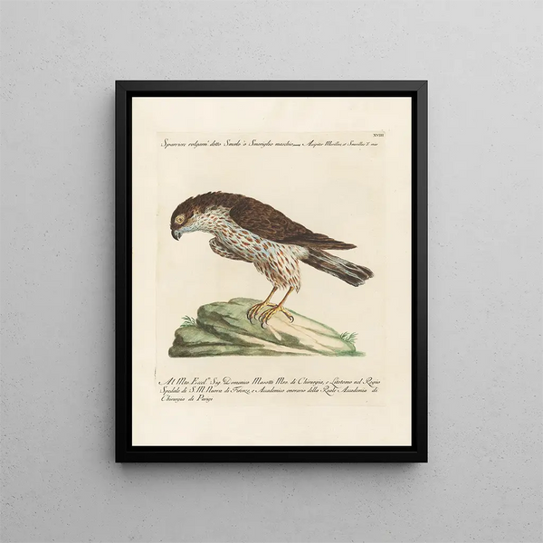 Ornithologie metodiskt bearbetad Pl018 - Saverio Manetti — inramlat konstverk på väggen