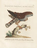 Ornithologie metodiskt bearbetad Pl019 - Saverio Manetti — vy av konstverket