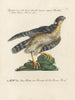 Ornithologie metodiskt bearbetad Pl020 - Saverio Manetti — vy av konstverket